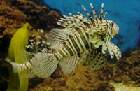 网页版短信攻击